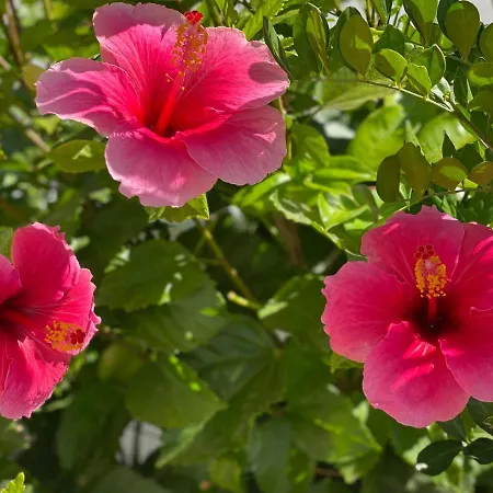 Casa Blanka Bahia Playa Anlage Lägenhet